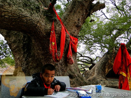 厦门民间信仰：植物崇拜动物崇拜